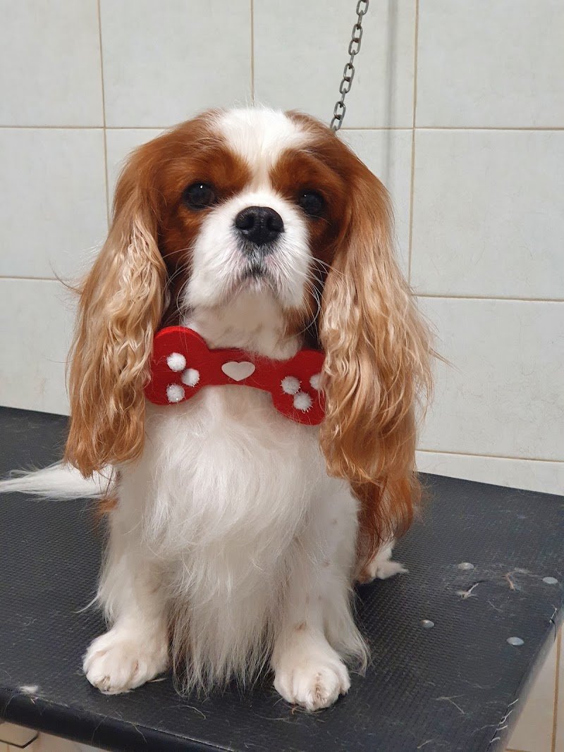 Lillo Brillo snc - Foto 3