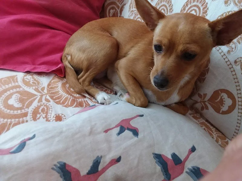 Lillo Brillo snc - Foto 4