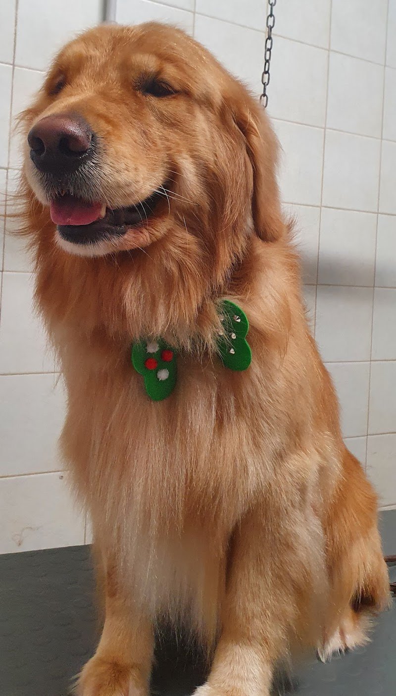 Lillo Brillo snc - Foto 5