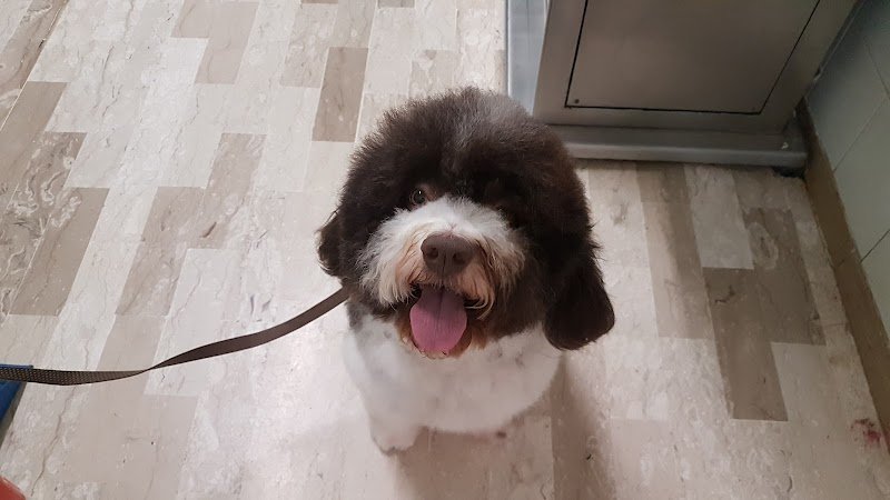 Lillo Brillo snc - Foto 6