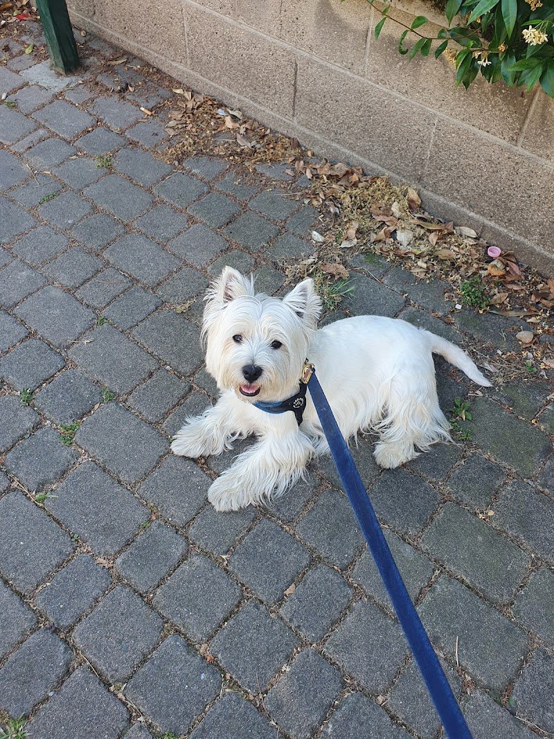 Lilly E il Vagabondo - Foto 1