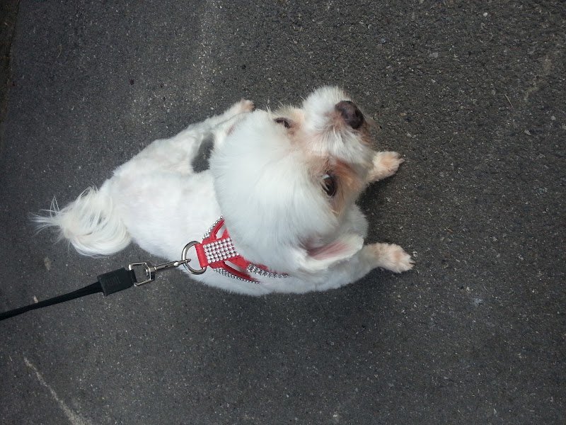 Lilly E il Vagabondo - Foto 2