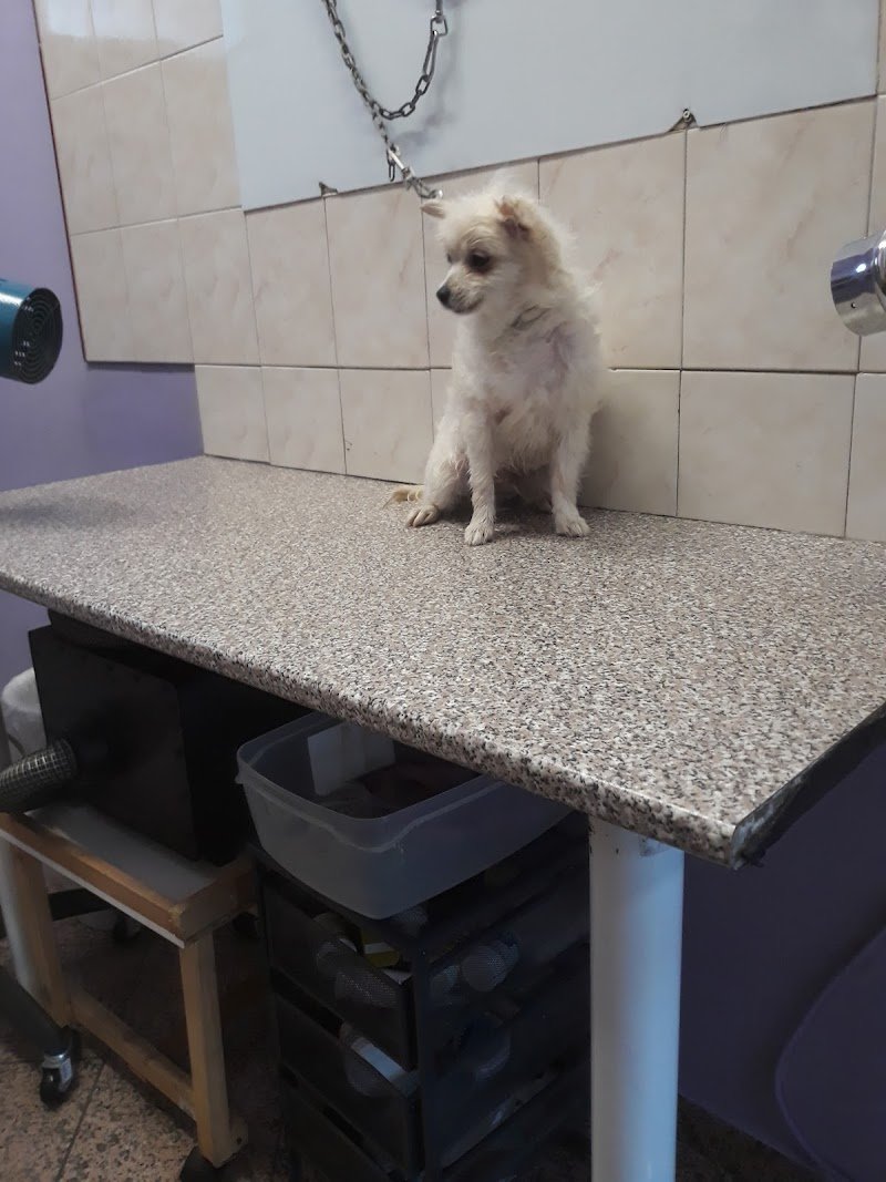 Lilly E il Vagabondo - Foto 3