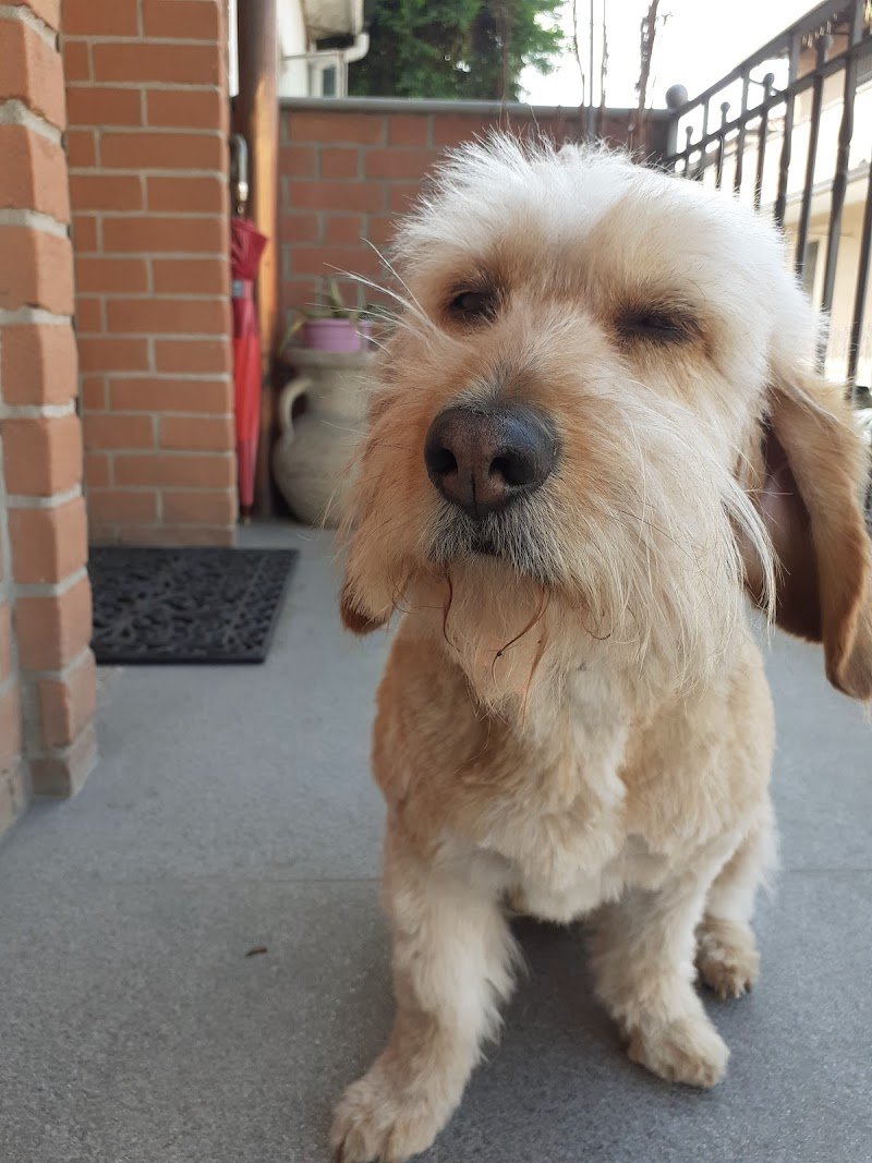 Lilly E il Vagabondo - Foto 4