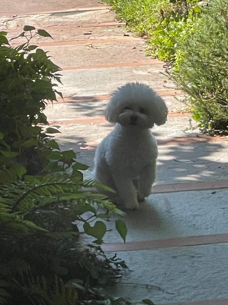 Lilly E il Vagabondo - Foto 5