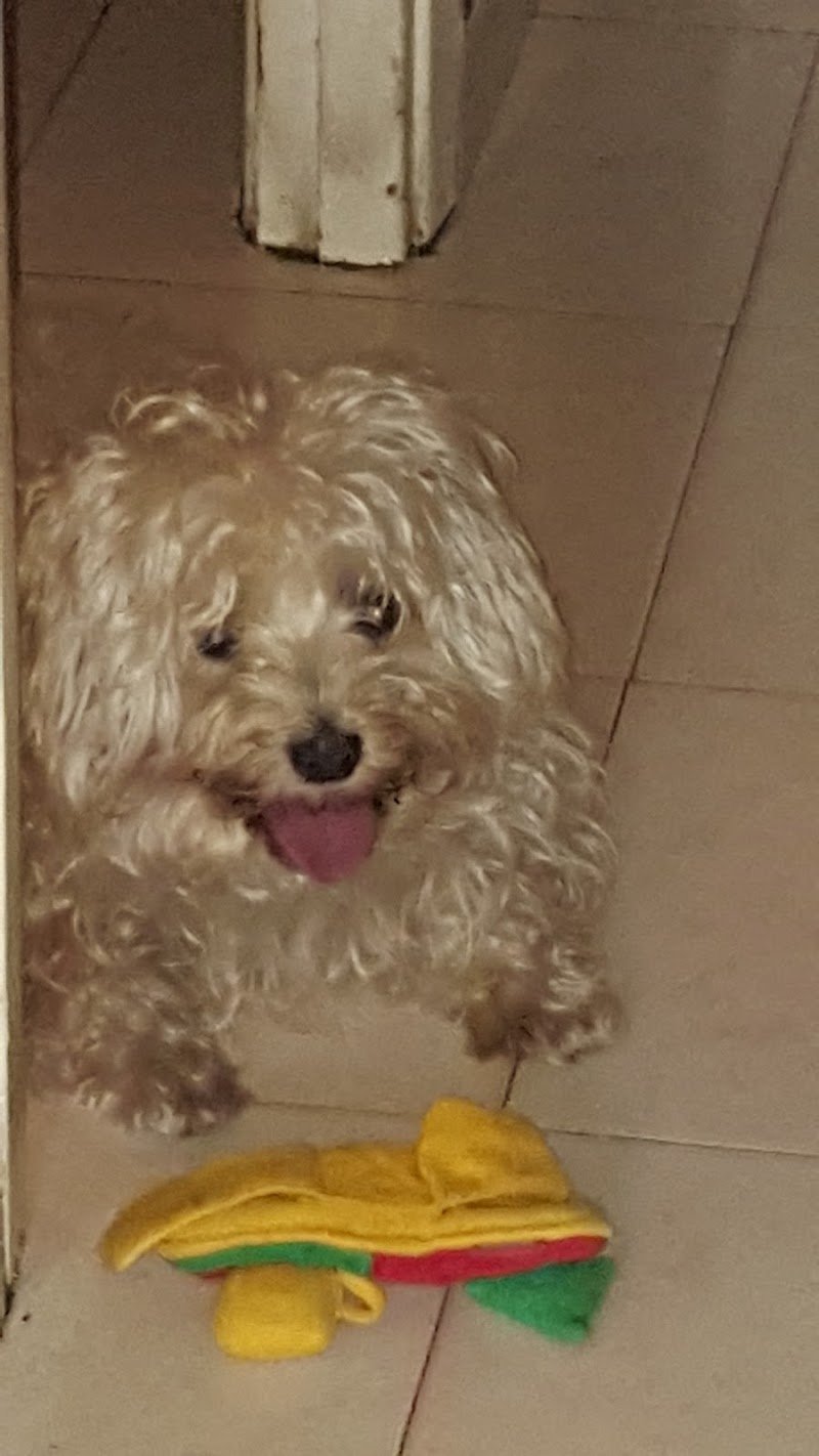 Lilly E il Vagabondo - Foto 6