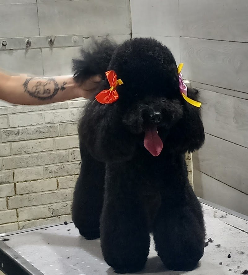 Lilly e Il Vagabondo Toelettatura - Foto 1