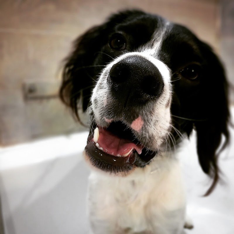 Lilly e Il Vagabondo Toelettatura - Foto 2