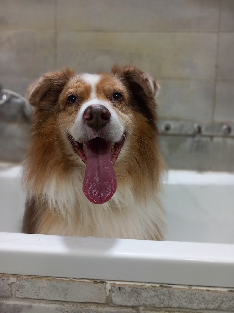 Lilly e Il Vagabondo Toelettatura - Foto 3