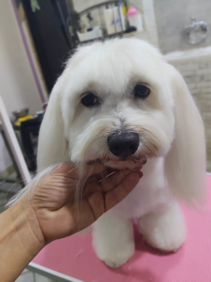 Lilly e Il Vagabondo Toelettatura - Foto 4