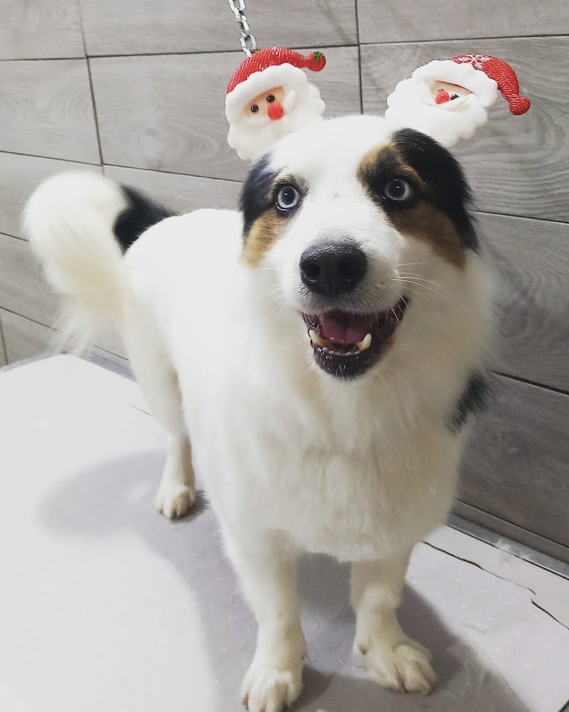 Lilly e Il Vagabondo Toelettatura - Foto 5