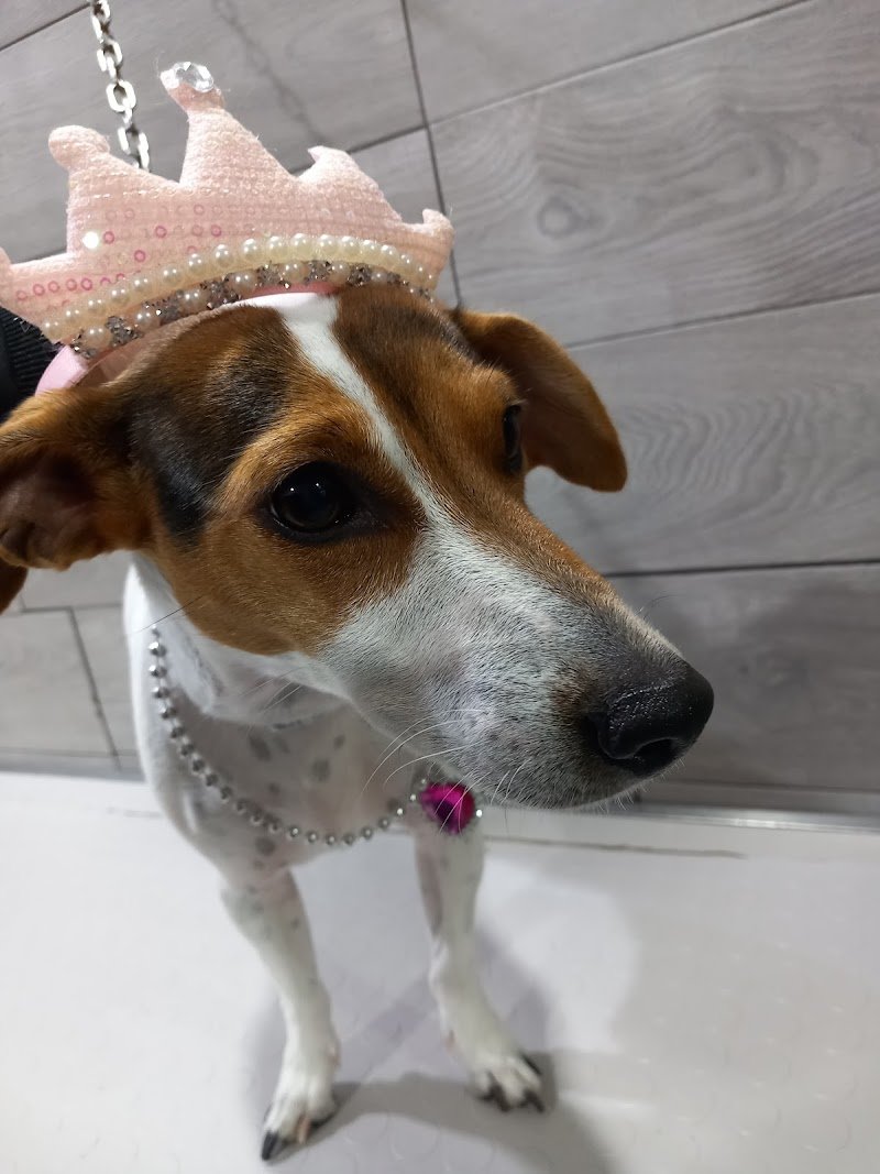 Lilly e Il Vagabondo Toelettatura - Foto 6