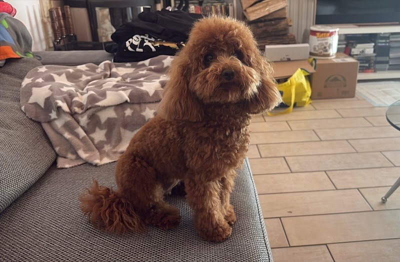 L'impronta toelettatura - Foto 2