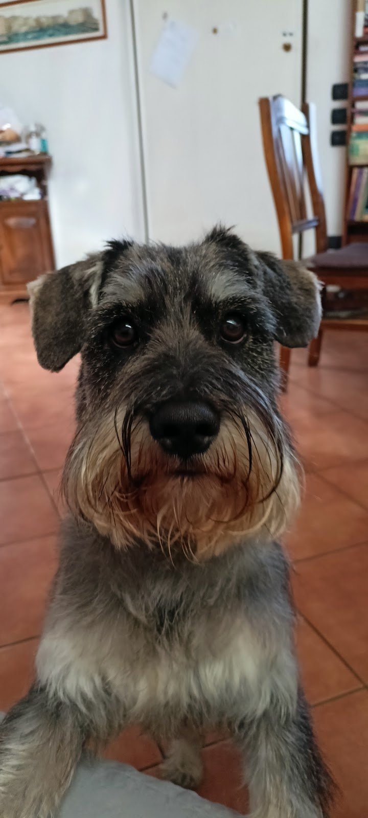 L'impronta toelettatura - Foto 4