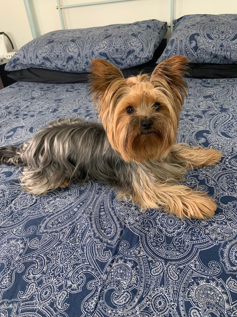 L'impronta toelettatura - Foto 6