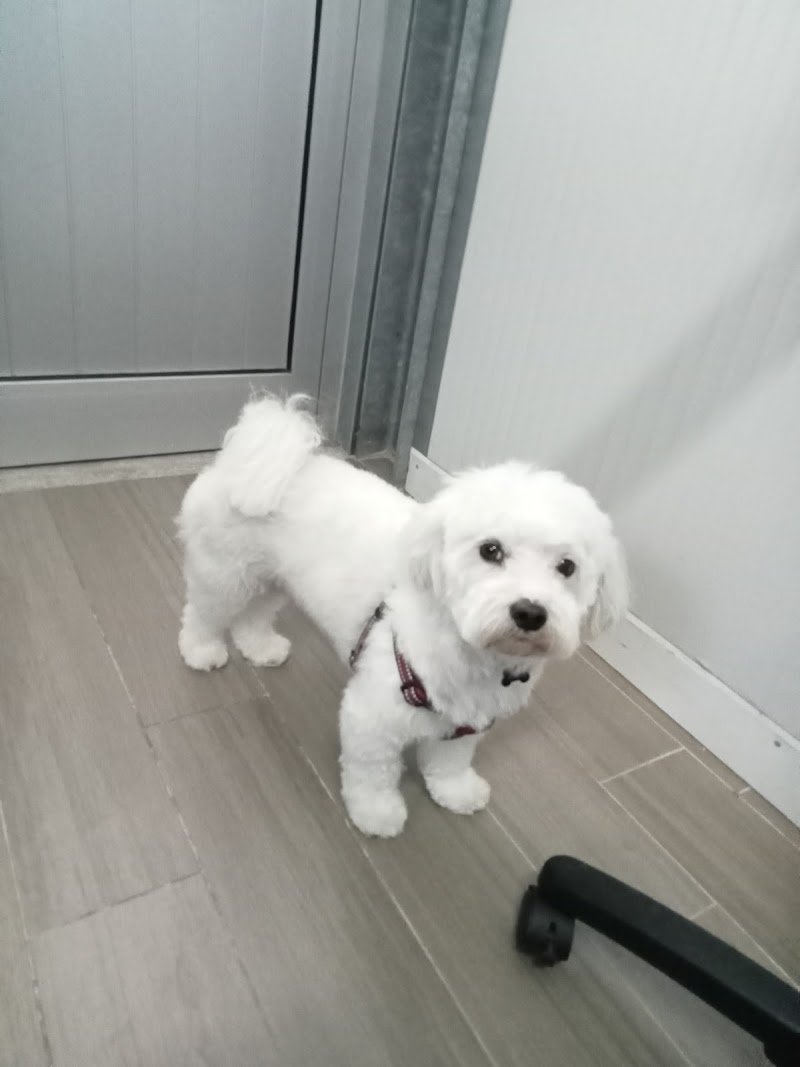 L’Impronta Toelettatura - Foto 1