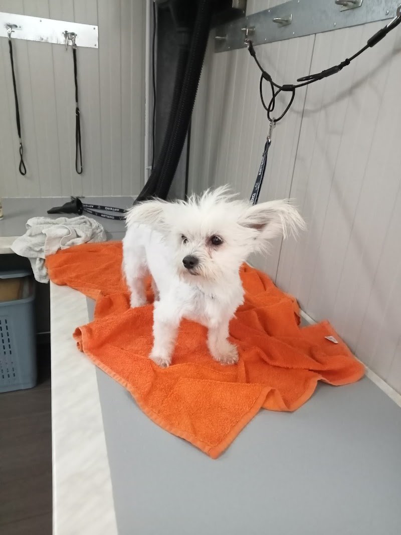 L’Impronta Toelettatura - Foto 2