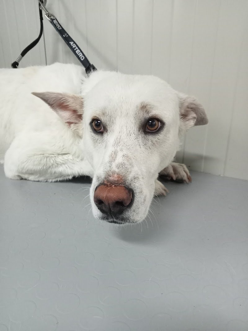 L’Impronta Toelettatura - Foto 3