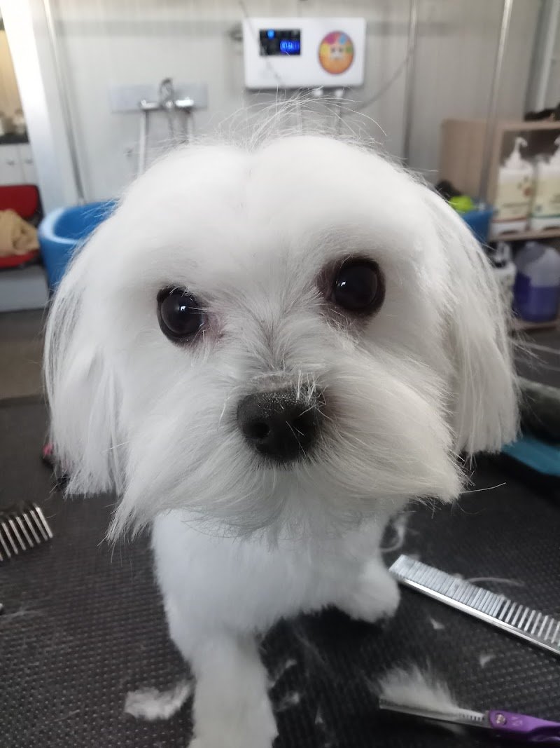 L’Impronta Toelettatura - Foto 4