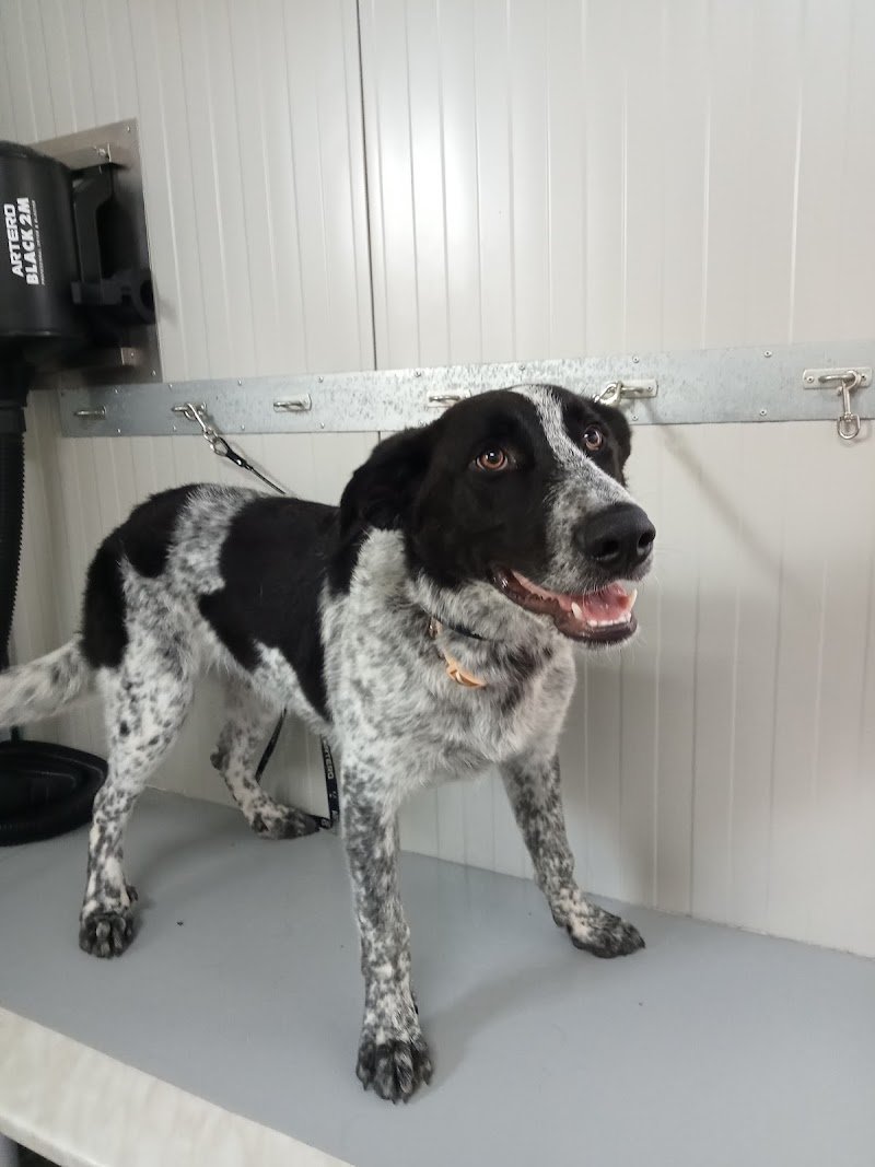 L’Impronta Toelettatura - Foto 5