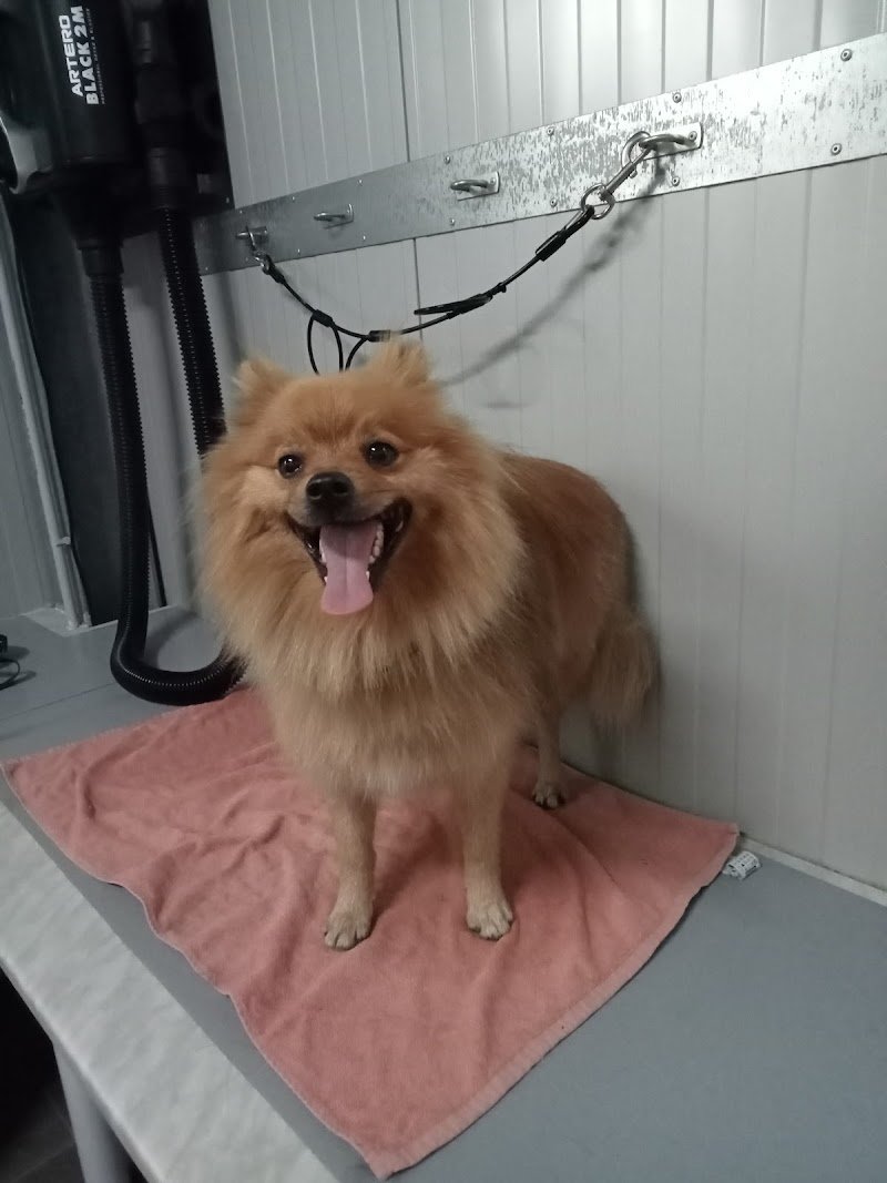 L’Impronta Toelettatura - Foto 6