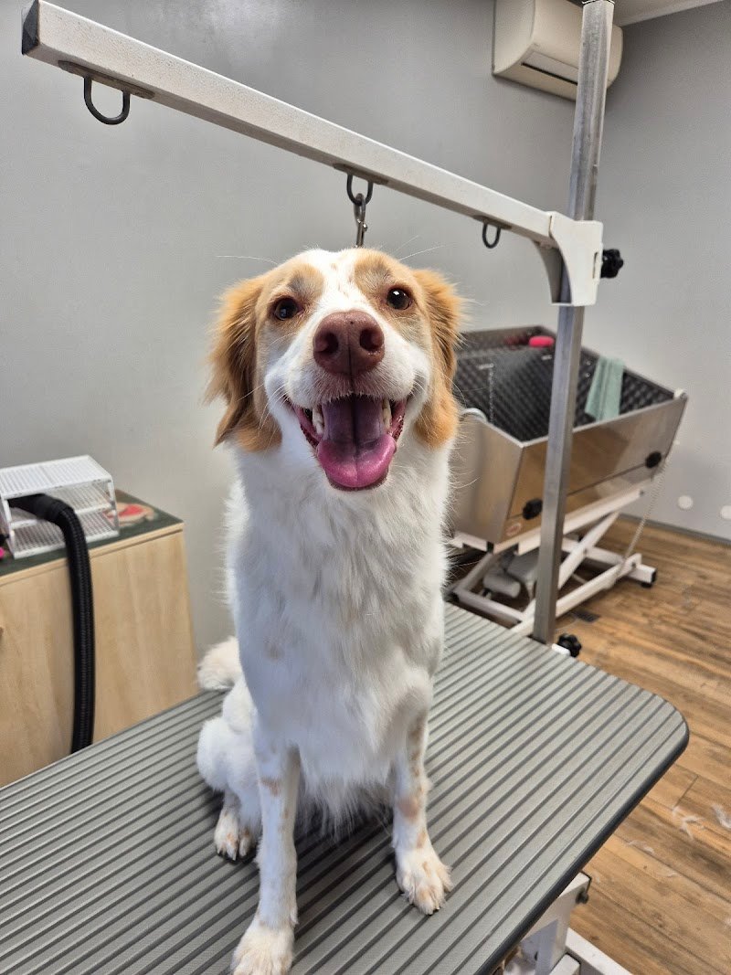 L'insolita toelettatura - Foto 2