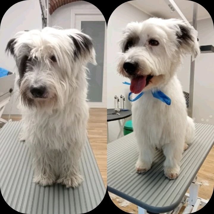 L'insolita toelettatura - Foto 4