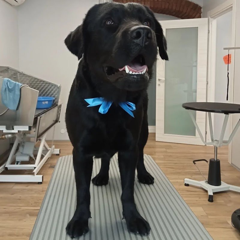 L'insolita toelettatura - Foto 6