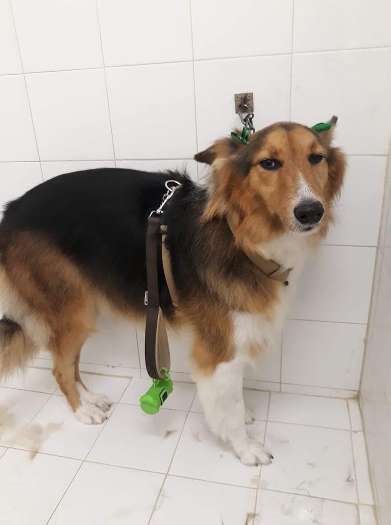 L'isola degli animali - Foto 2