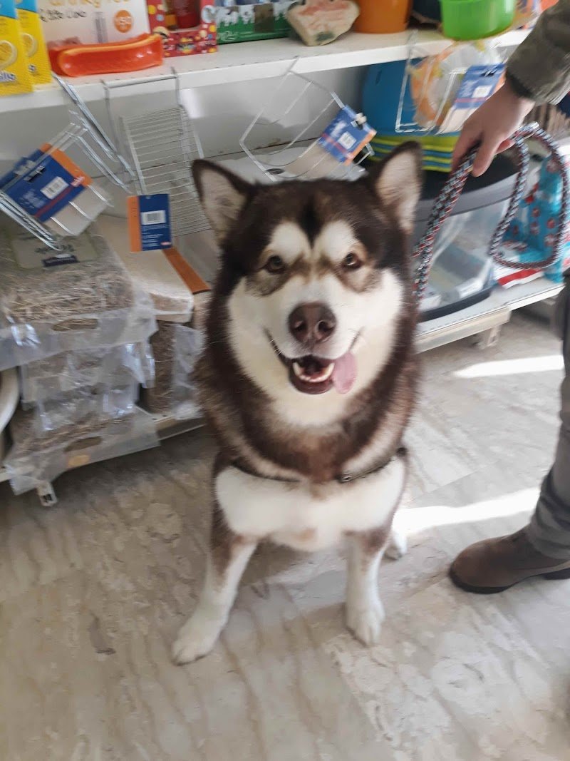 L'isola degli animali - Foto 3