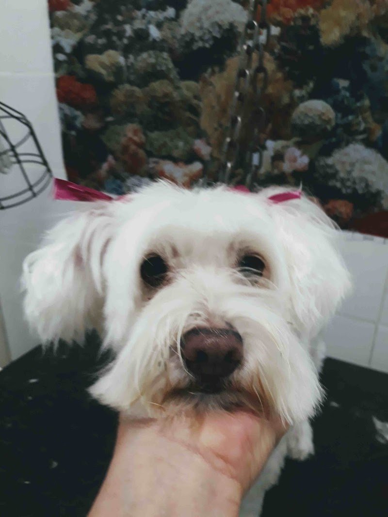 L'isola degli animali - Foto 4