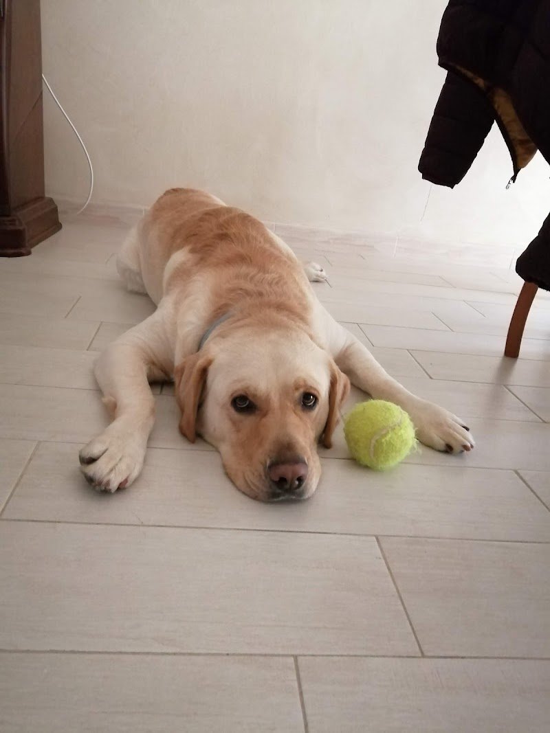 L'Isola dei Pelosi - Foto 1