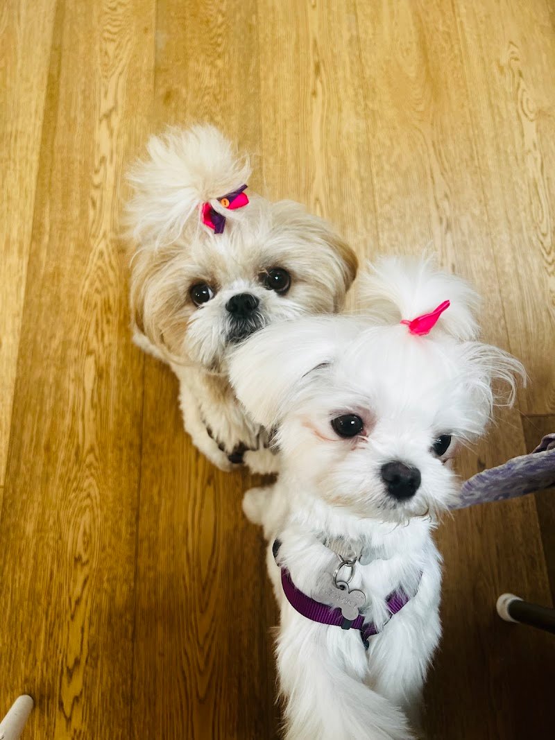 L’Isola dei Pelosi - Foto 1