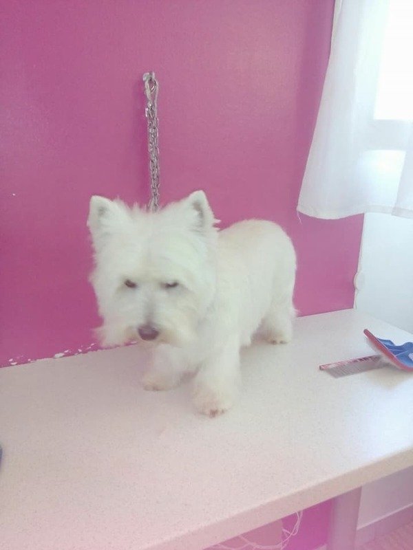 L’Isola dei Pelosi - Foto 3