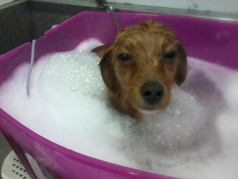 L’Isola dei Pelosi - Foto 4