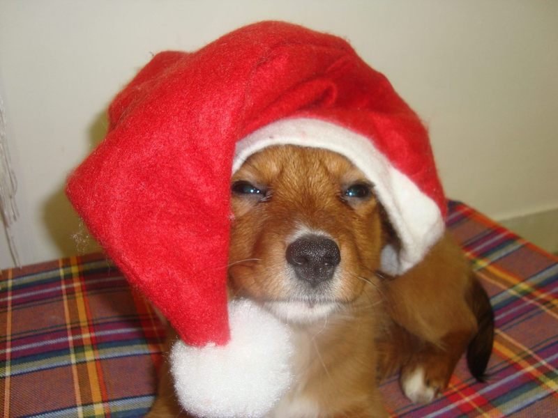 L’Isola dei Pelosi - Foto 5