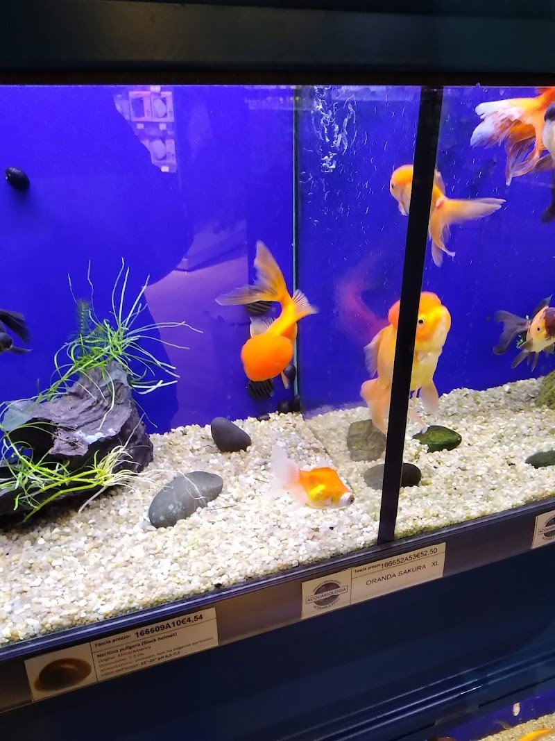 L'Isola dei Tesori - Foto 6