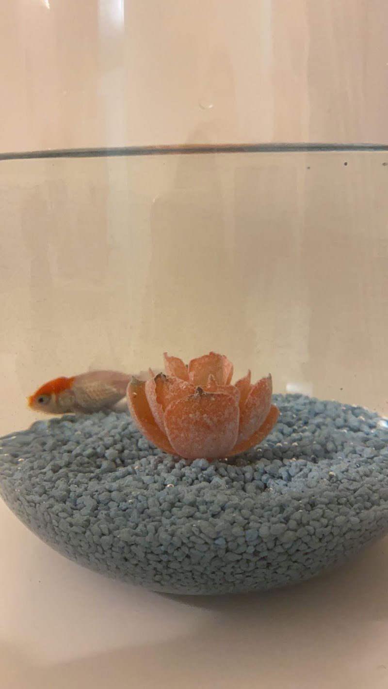 L'Isola dei Tesori - Foto 5