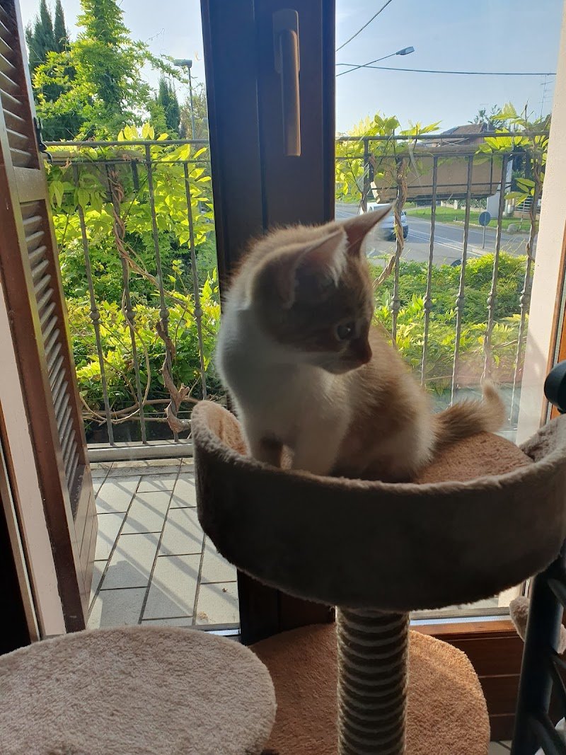 L'Isola dei Tesori - Foto 4