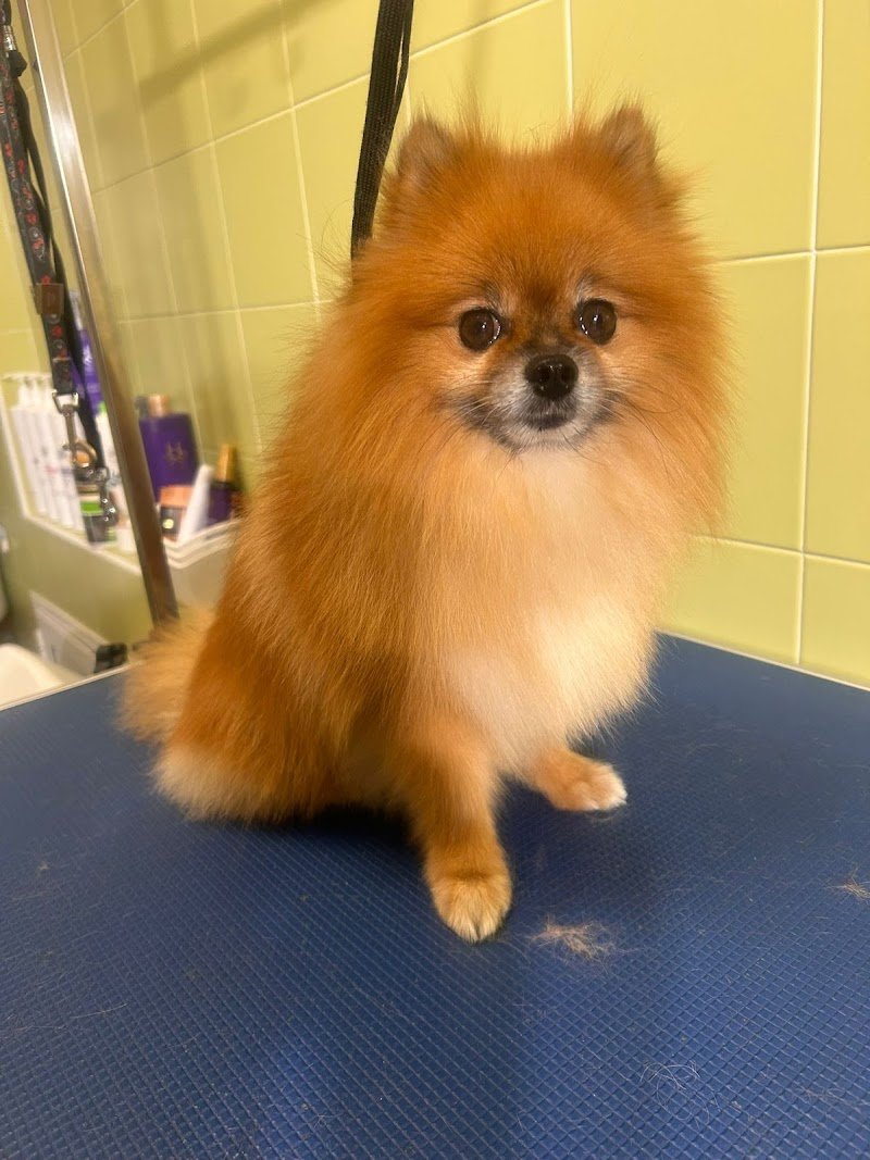 Little Lord - Boutique Pet Wash Ferrara - Foto 1