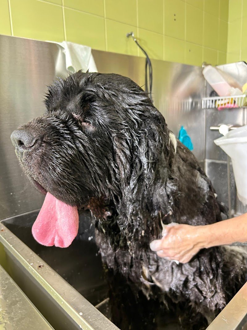 Little Lord - Boutique Pet Wash Ferrara - Foto 3