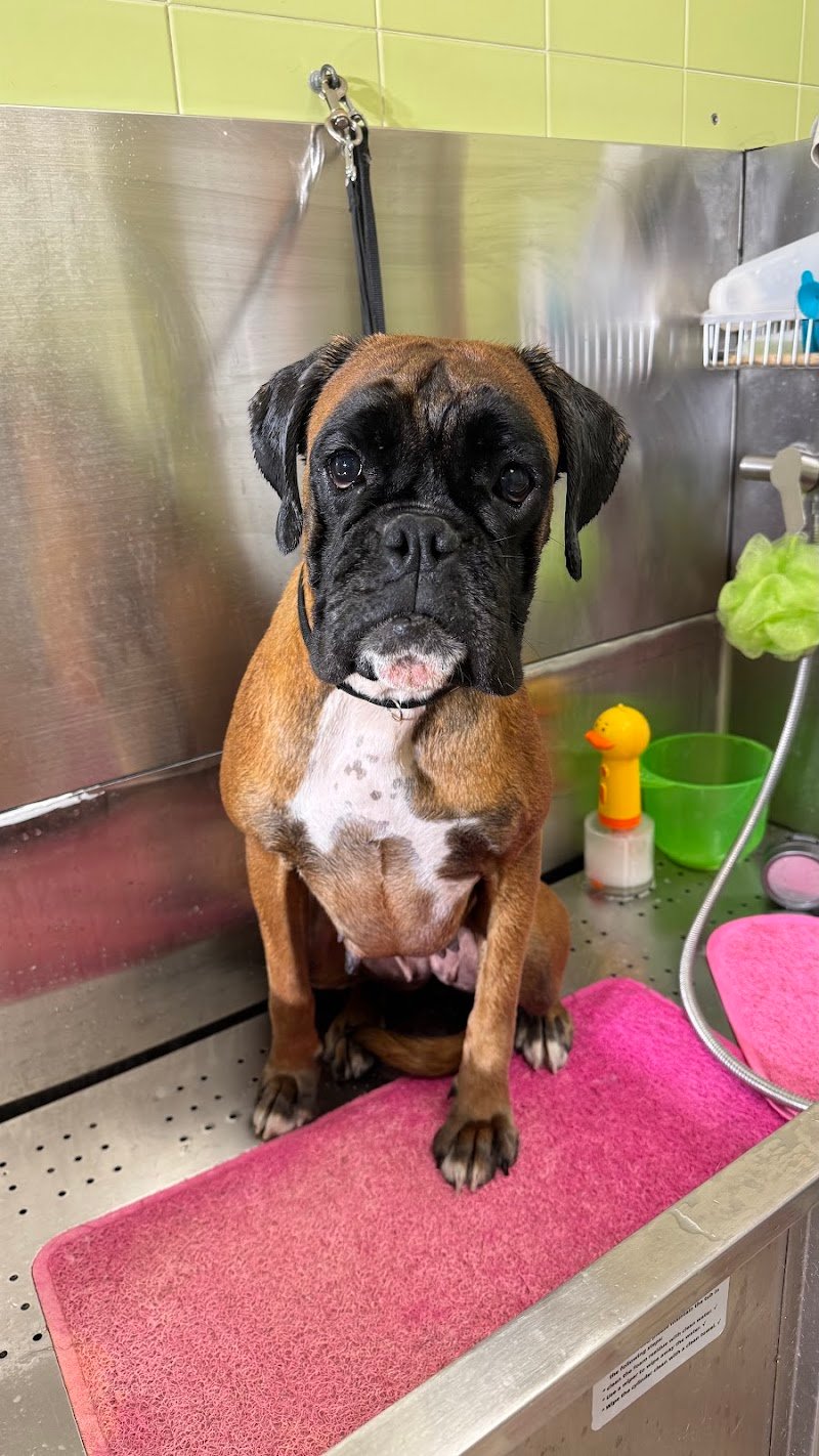 Little Lord - Boutique Pet Wash Ferrara - Foto 4