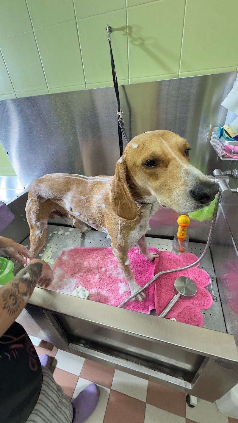 Little Lord - Boutique Pet Wash Ferrara - Foto 5