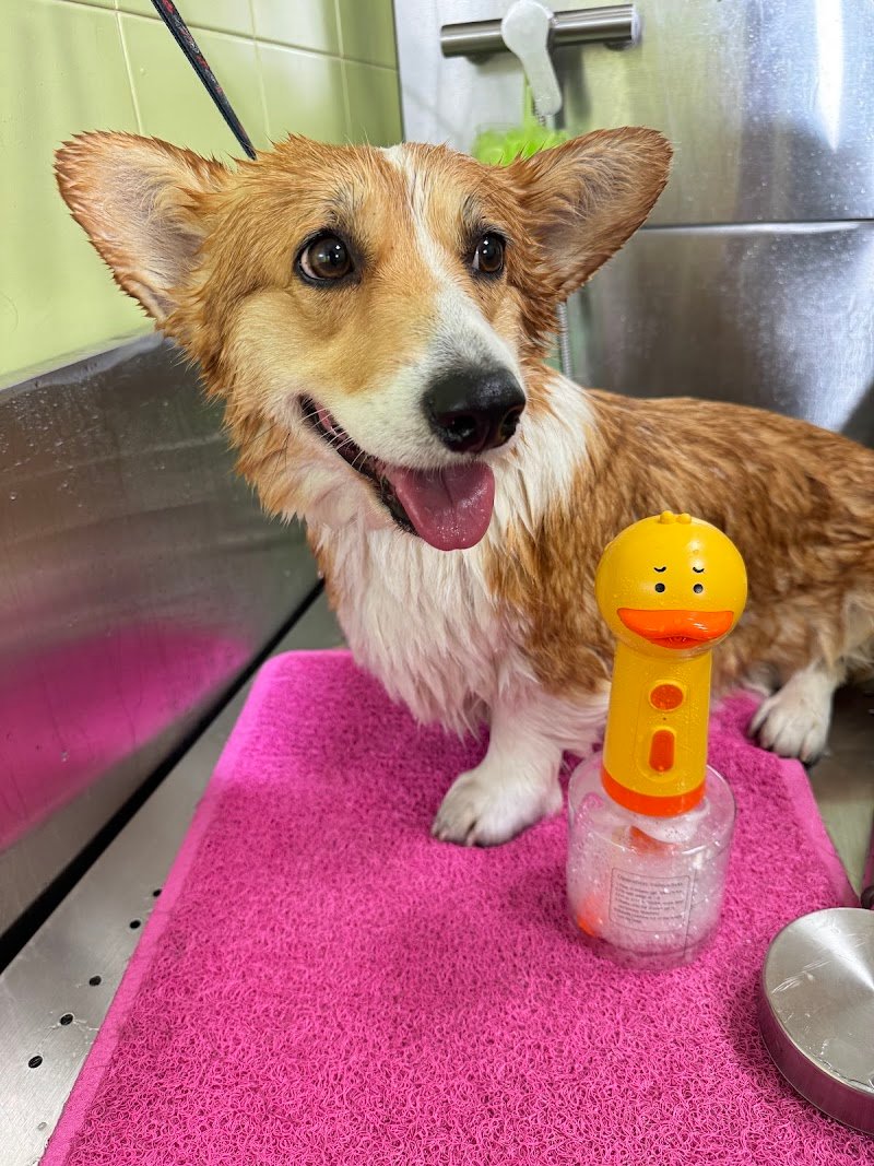 Little Lord - Boutique Pet Wash Ferrara - Foto 6