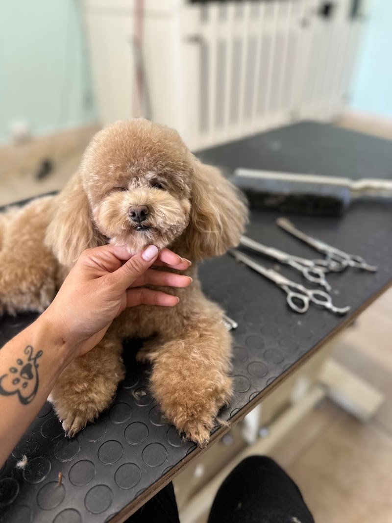 Little paws - Foto 1