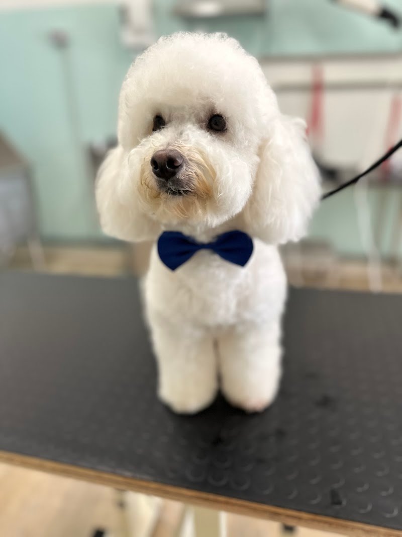 Little paws - Foto 2