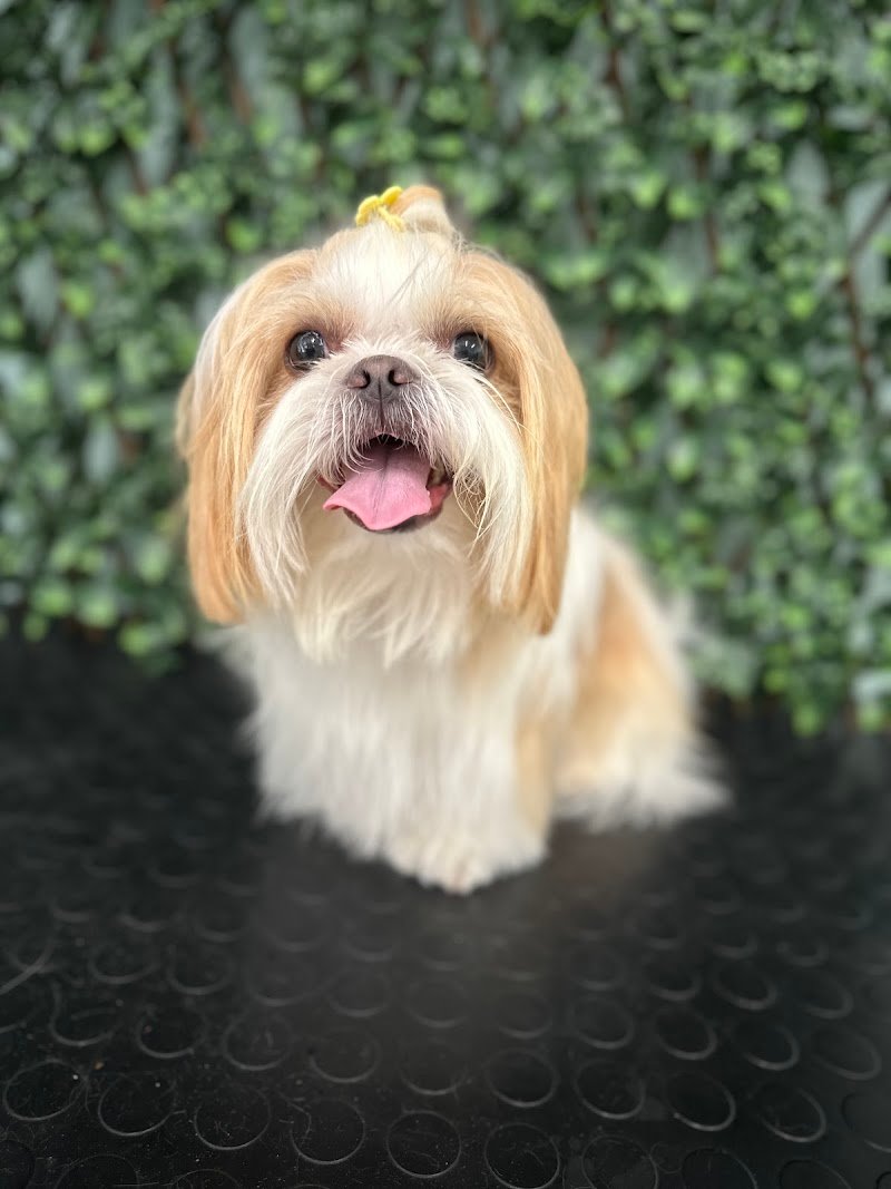 Little paws - Foto 4