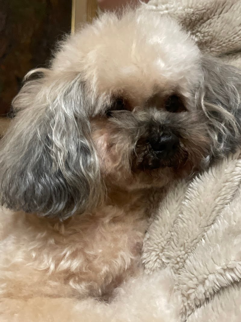 Little paws - Foto 5