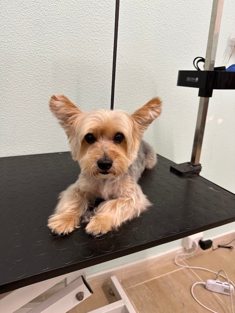 Little paws - Foto 6