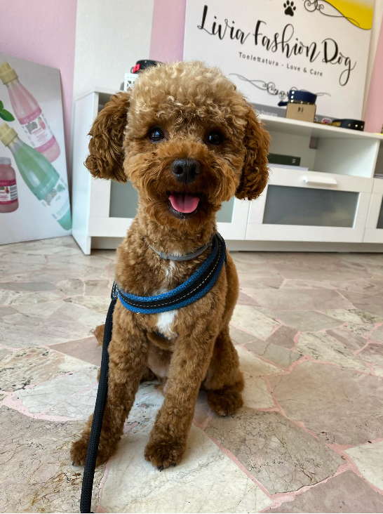 Livia Fashion Dog - Foto 2